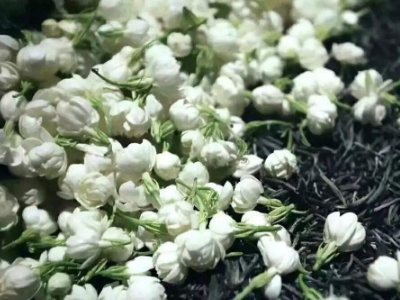 喝茶治口臭嗎，什么茶治口臭好？