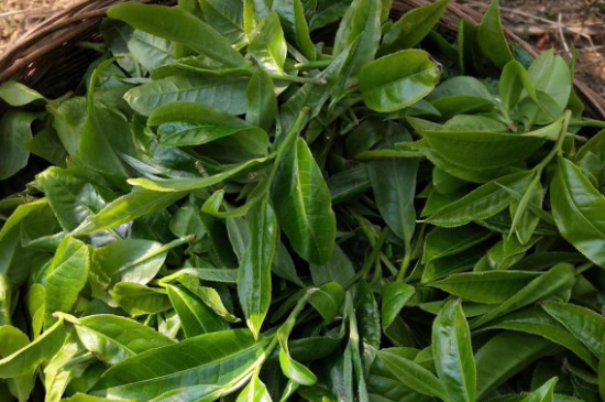 最耐泡的茶葉排名，什么茶葉經(jīng)久耐泡？