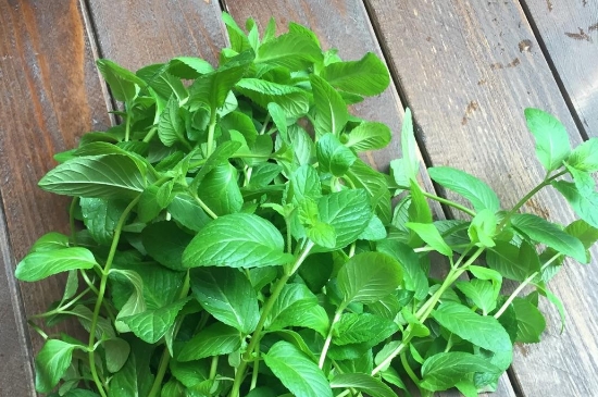 薄荷茶的功效與作用，喝薄荷茶有什么好處？