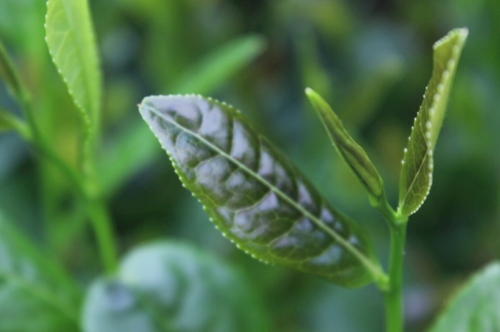 綠茶第一泡要倒掉嗎，為什么綠茶第一泡不喝？
