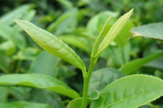 最耐泡的茶葉排名，什么茶葉經(jīng)久耐泡？