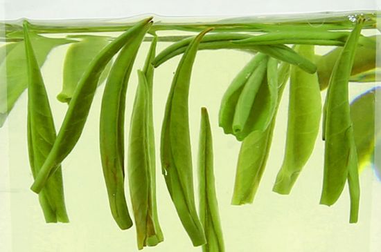 雀舌茶什么人不能喝，雀舌茶的功效與禁忌