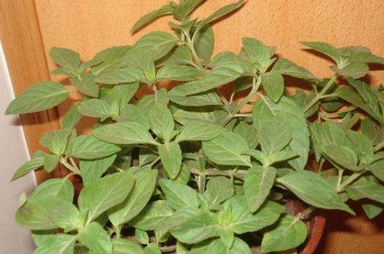 薄荷茶的功效與作用，喝薄荷茶有什么好處？