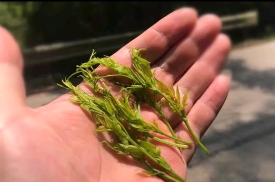 張家界茅巖莓茶與藤茶是同一種茶嗎，藤茶跟莓茶一不一樣？