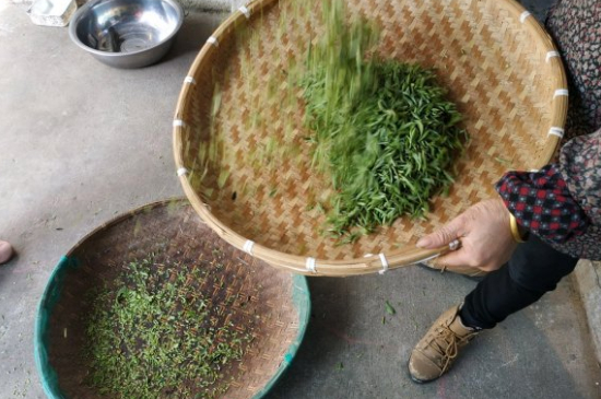 炒青茶為什么便宜，炒青綠茶好喝嗎？