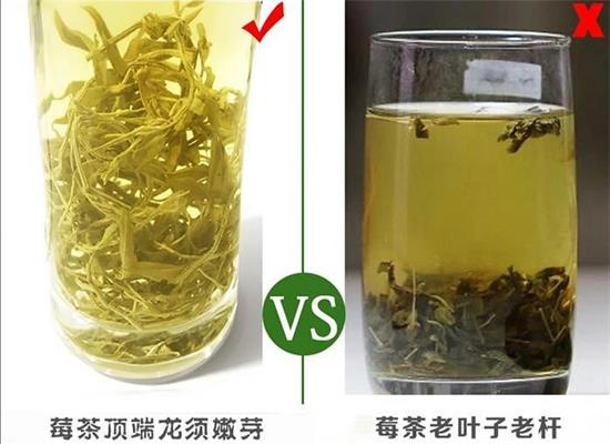 張家界茅巖莓茶與藤茶是同一種茶嗎，藤茶跟莓茶一不一樣？