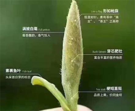 春茶季怎么辨別白毫銀針的好壞，好的白毫銀針如何選購？