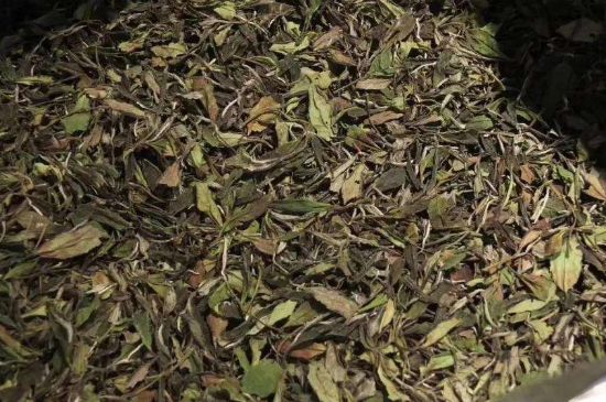 陳茶還是新茶好，茶葉是新茶好喝還是陳茶好喝