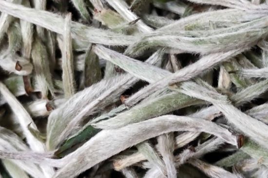 春茶上市白茶的好壞怎么區(qū)分，春白茶怎么分辨好不好？