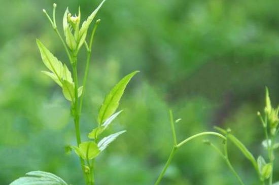 茅巖莓茶別名是什么，莓茶別名叫藤茶嗎？