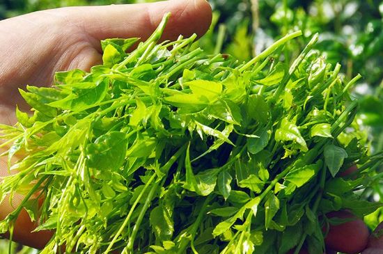 茅巖莓茶別名是什么，莓茶別名叫藤茶嗎？