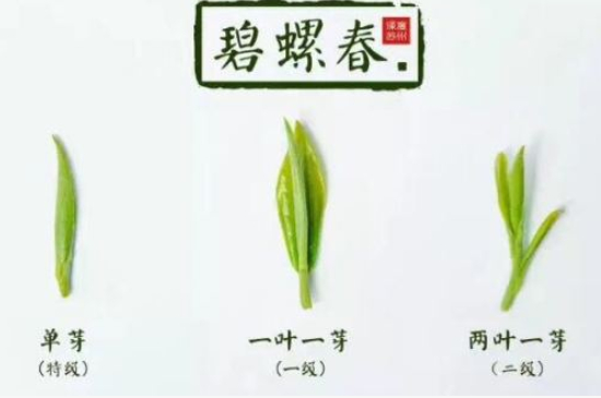 真假碧螺春泡水后區(qū)別，蘇州洞庭碧螺春怎樣鑒別好壞？