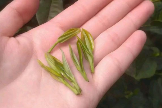 炒青茶為什么便宜，炒青綠茶好喝嗎？