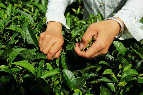 采茶的方法與步驟，如何正確采摘茶葉？