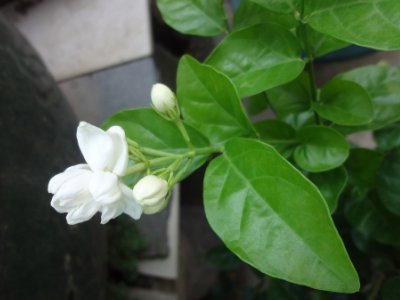 茉莉和什么一起泡最好，茉莉茶有幾種搭配？
