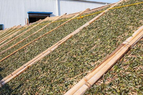 武夷巖茶的初制、精制加工工藝詳細(xì)講解