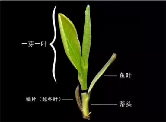 摘茶葉最快的方法，采摘茶葉怎么才能快？