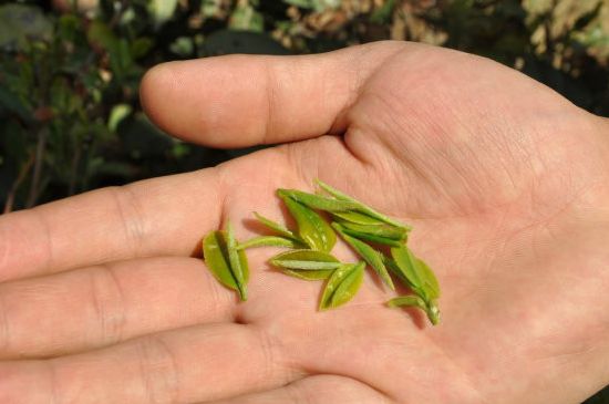 木魚(yú)石茶壺適合泡什么茶，木魚(yú)石泡啥茶好