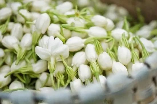 十大排毒養(yǎng)顏花茶，喝什么花茶排毒養(yǎng)顏