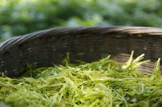 茅巖莓茶加工工藝，莓茶的工藝制作過(guò)程