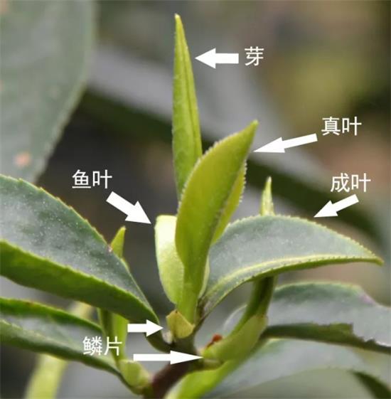 摘茶葉最快的方法，采摘茶葉怎么才能快？
