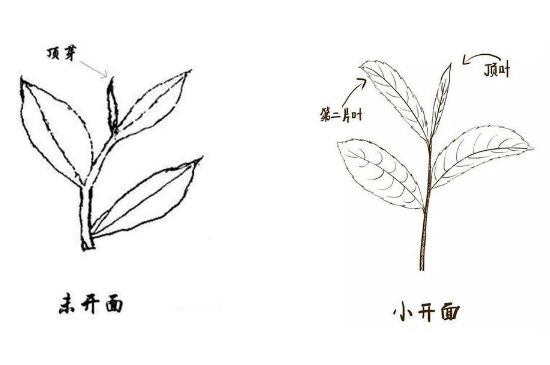 武夷巖茶的初制、精制加工工藝詳細(xì)講解