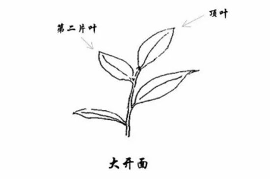 武夷巖茶的初制、精制加工工藝詳細(xì)講解