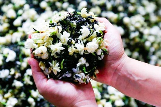 茉莉花和什么在一起喝好，茉莉花喝什么茶搭配？