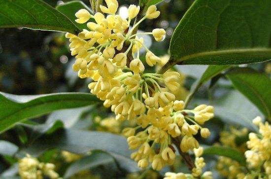 干桂花茶的制作方法，怎樣自制桂花茶？