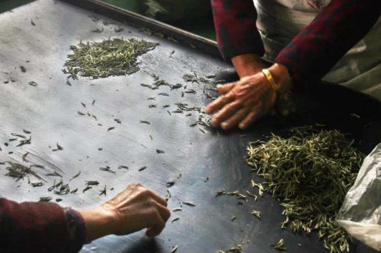 武夷巖茶的初制、精制加工工藝詳細(xì)講解