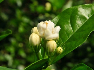 好茉莉茶多少錢一斤，茉莉花茶價(jià)格