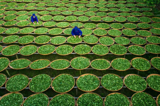 綠茶加工工藝流程圖，綠茶的加工制作包含哪幾個步驟？