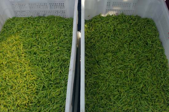 什么茶葉適合用蒸茶器，什么茶可以蒸