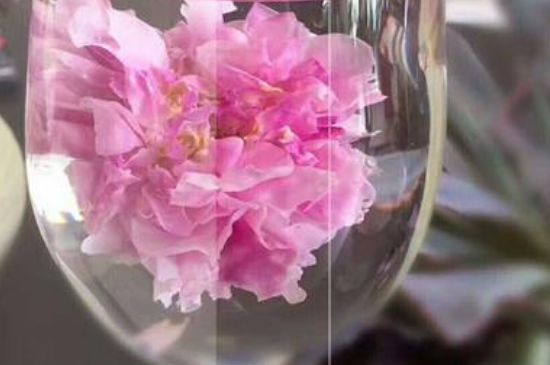 干玫瑰花泡水放幾顆，玫瑰花泡水一次放幾朵？