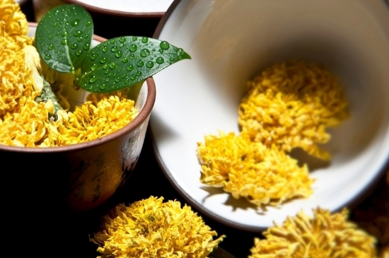 孕婦可以喝菊花茶嗎，菊花對(duì)胎兒有致畸作用？