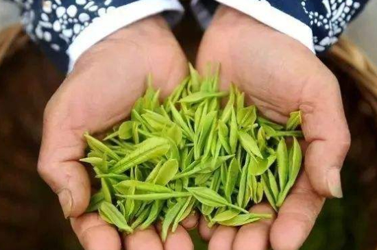 摘茶葉最快的方法，采摘茶葉怎么才能快？