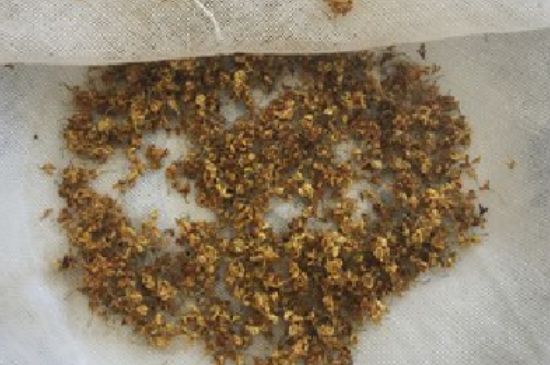 干桂花茶的制作方法，怎樣自制桂花茶？