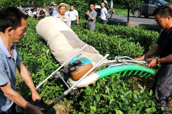 采茶的方法與步驟，如何正確采摘茶葉？