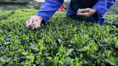 摘茶葉最快的方法，采摘茶葉怎么才能快？