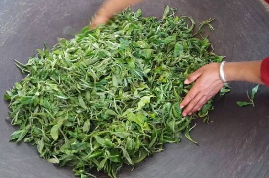龍井茶炒茶葉怎么炒出好茶色，茶葉怎樣做出來最綠？