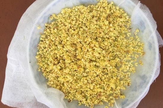 干桂花茶的制作方法，怎樣自制桂花茶？