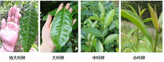 摘茶葉最快的方法，采摘茶葉怎么才能快？