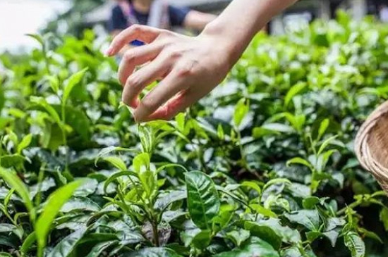 綠茶加工工藝流程圖，綠茶的加工制作包含哪幾個步驟？