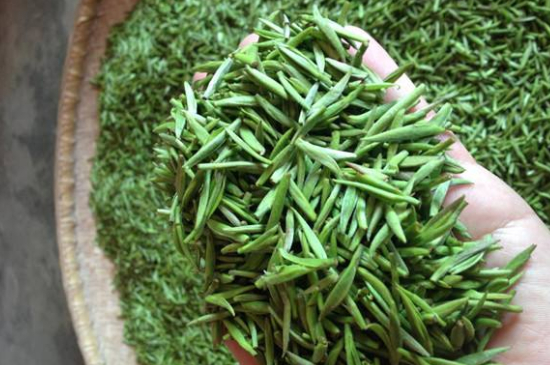 采茶的方法與步驟，如何正確采摘茶葉？