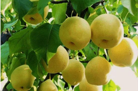 一把真正的本山綠泥壺最低多少錢，什么價(jià)格能買到本山綠泥紫砂壺？