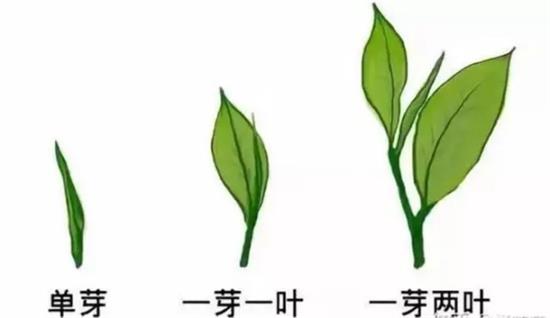 摘茶葉最快的方法，采摘茶葉怎么才能快？