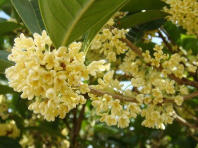 桂花泡茶禁忌，桂花泡水喝的9大禁忌