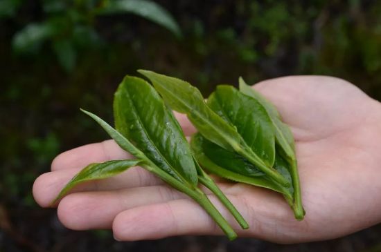 單樅茶什么季節(jié)最好喝，鳳凰單叢茶春茶好還是秋茶好？