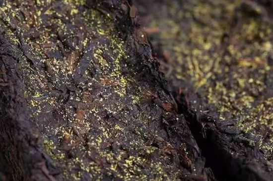 茯磚茶與普洱茶哪個(gè)好，茯茶和普洱茶口味區(qū)別