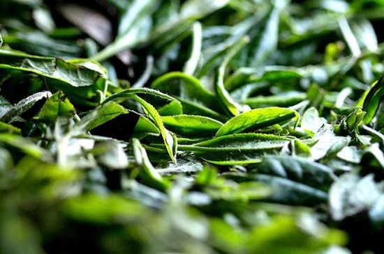 荒野銀針市場價多少，真正的荒野白毫銀針多少錢？